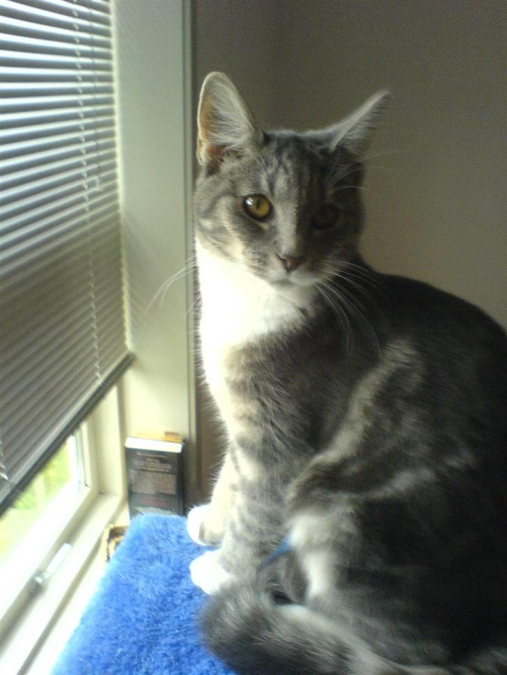 Blanding af racer Magena R.I.P. billede 12