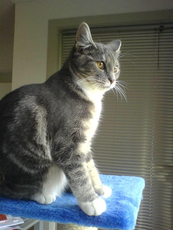 Blanding af racer Magena R.I.P. billede 13