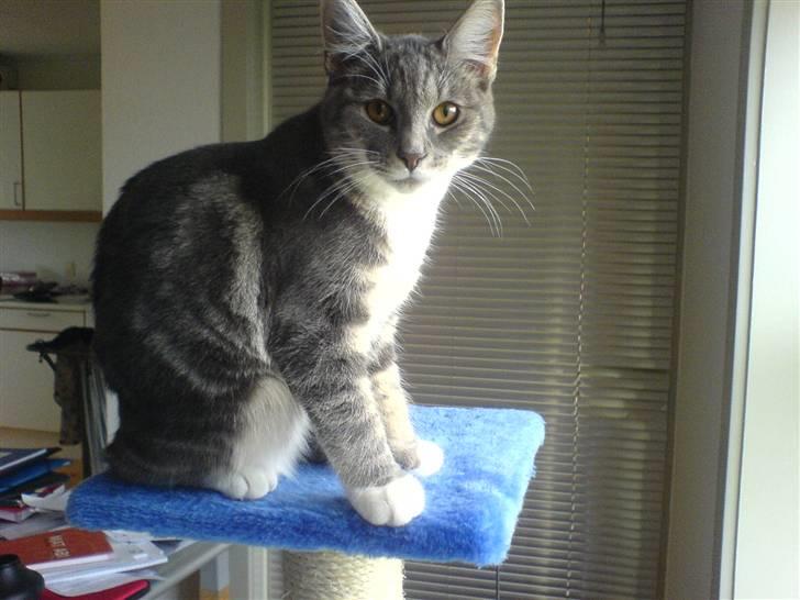 Blanding af racer Magena R.I.P. billede 14