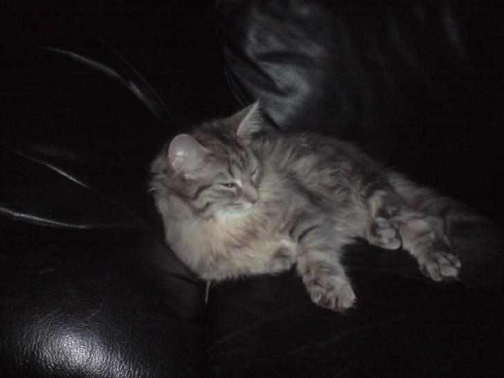 Maine Coon Kira billede 1