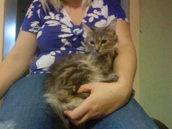 Maine Coon Kira billede 2