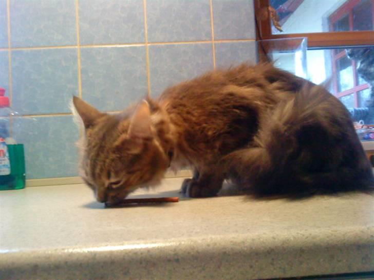 Maine Coon Kira billede 4