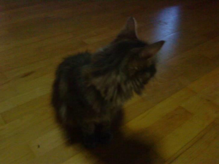 Maine Coon Kira billede 5