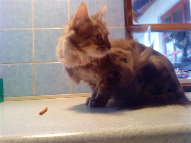 Maine Coon Kira billede 7