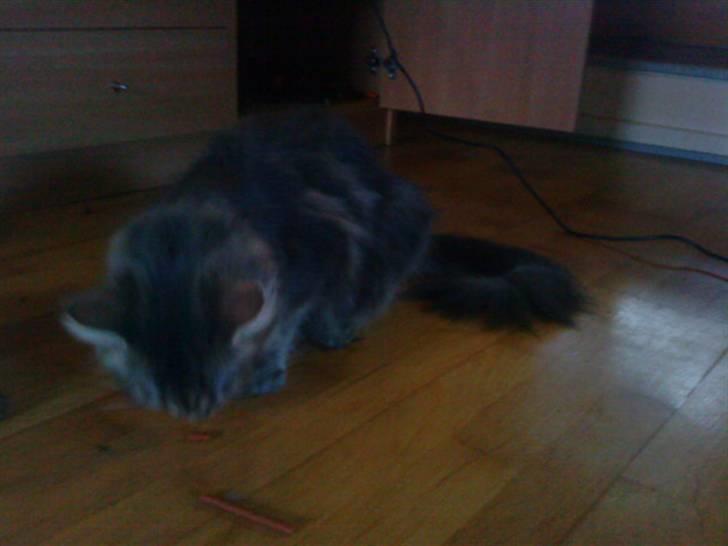 Maine Coon Kira billede 8