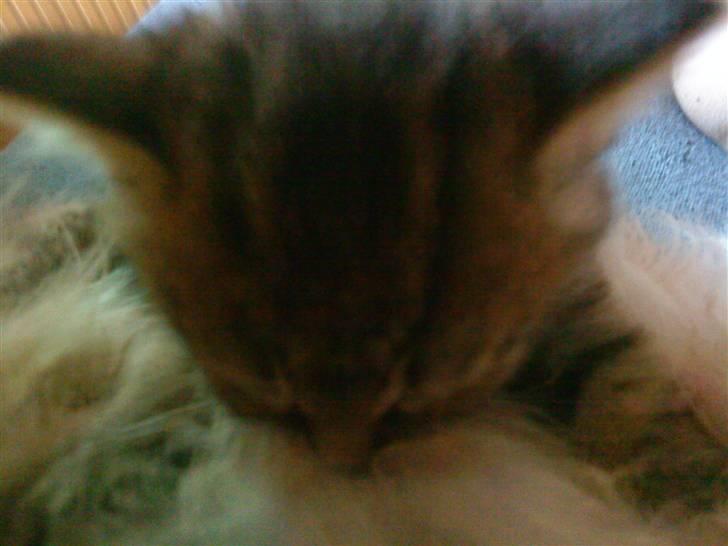 Maine Coon Bolt billede 2