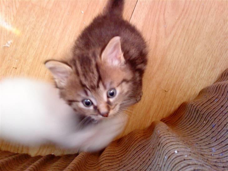 Maine Coon Bolt billede 3