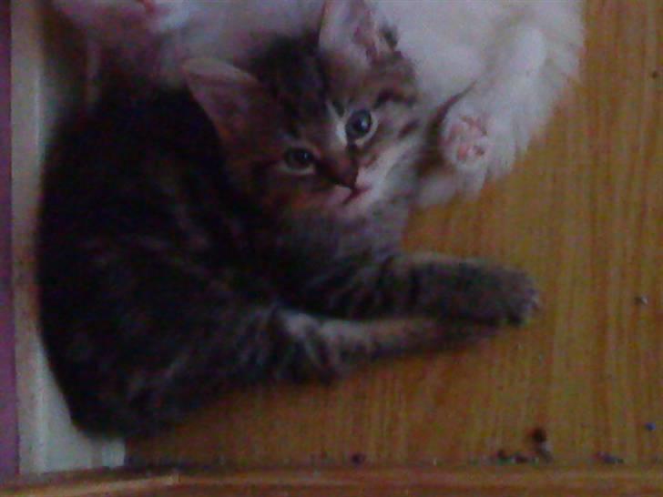 Maine Coon Bolt billede 5