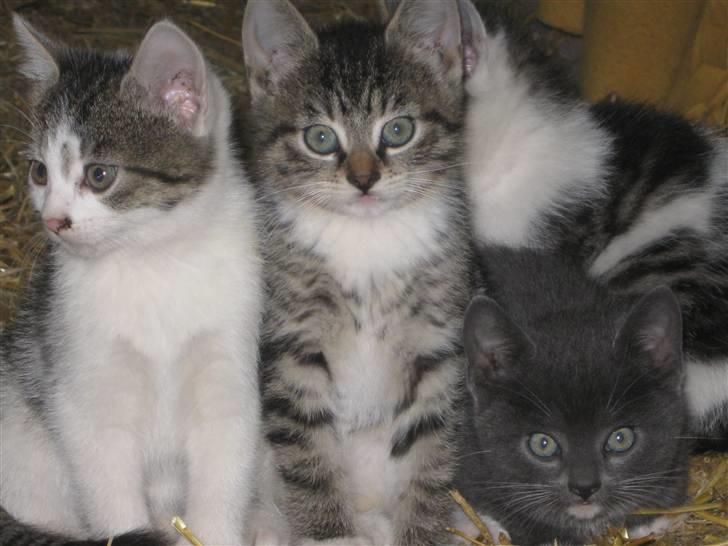 Huskat Hodya - mine søstre og min bror billede 1