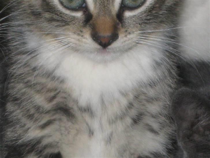 Huskat Hodya billede 2