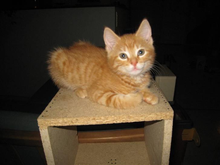 Huskat pivs billede 13