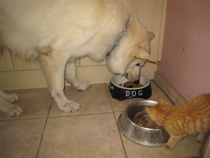 Huskat pivs billede 14