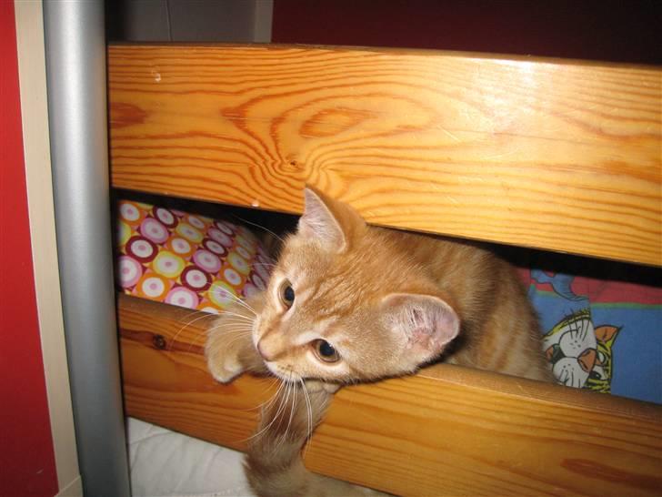 Huskat pivs billede 15