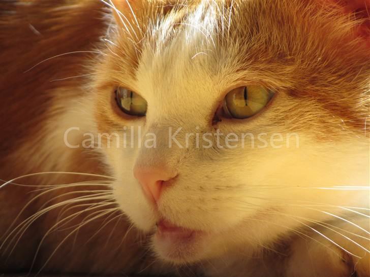 Huskat Miv -  - Camilla Kristensen - Ingen Kopiering! Canon SX210 IS. billede 1