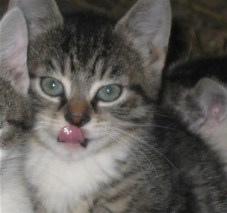 Huskat Hodya billede 3