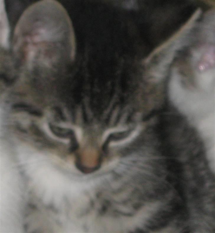 Huskat Hodya - lidt genert billede 4