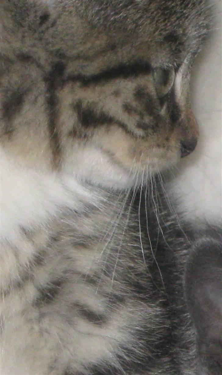 Huskat Hodya billede 5