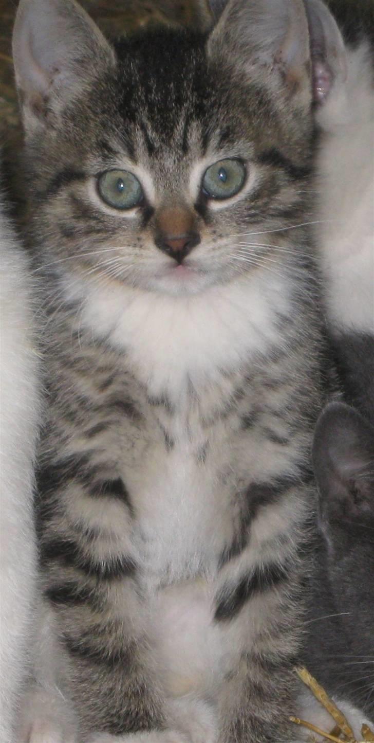 Huskat Hodya billede 6