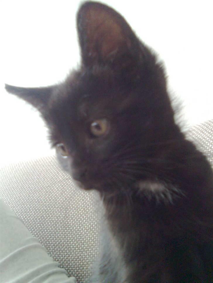 Blanding af racer Buline (buller)  ;) billede 1