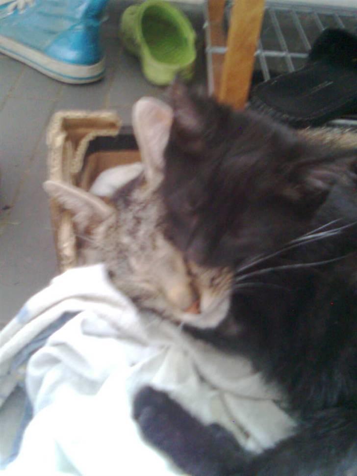 Blanding af racer Buline (buller)  ;) billede 2