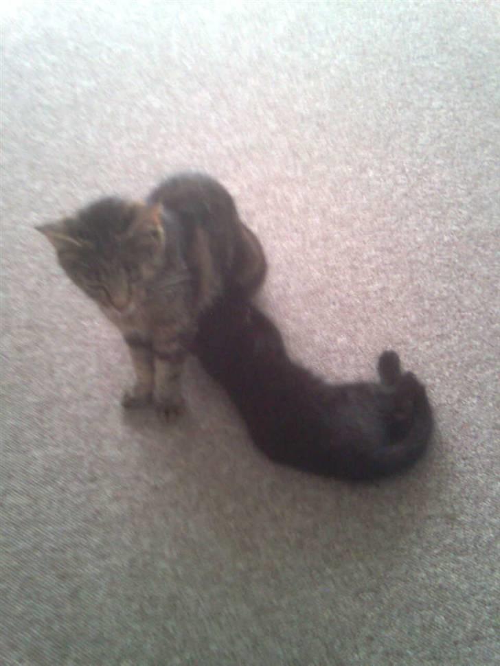 Blanding af racer Buline (buller)  ;) billede 3