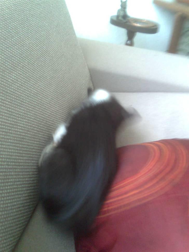 Blanding af racer Buline (buller)  ;) billede 4