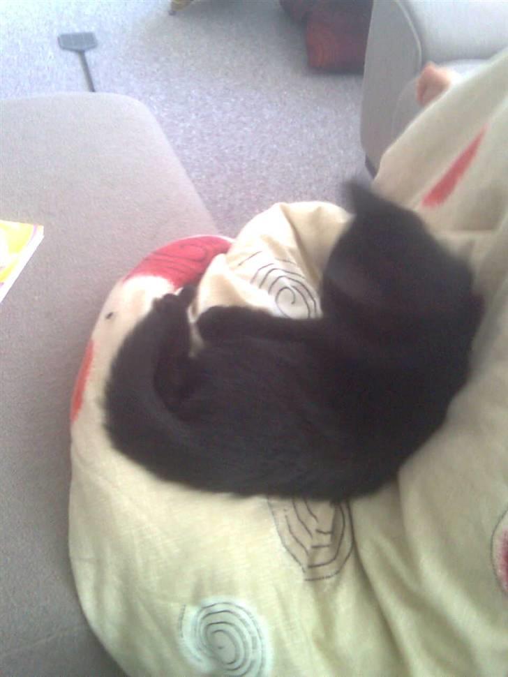 Blanding af racer Buline (buller)  ;) billede 5