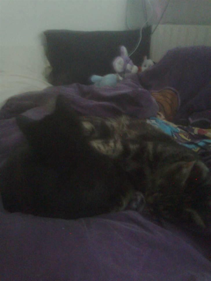 Blanding af racer Buline (buller)  ;) billede 6