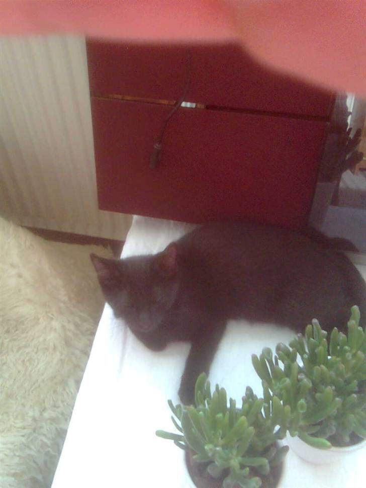 Blanding af racer Buline (buller)  ;) billede 7