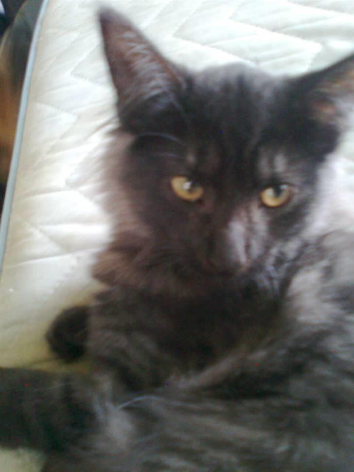 Norsk Skovkat lady"solgt" billede 1