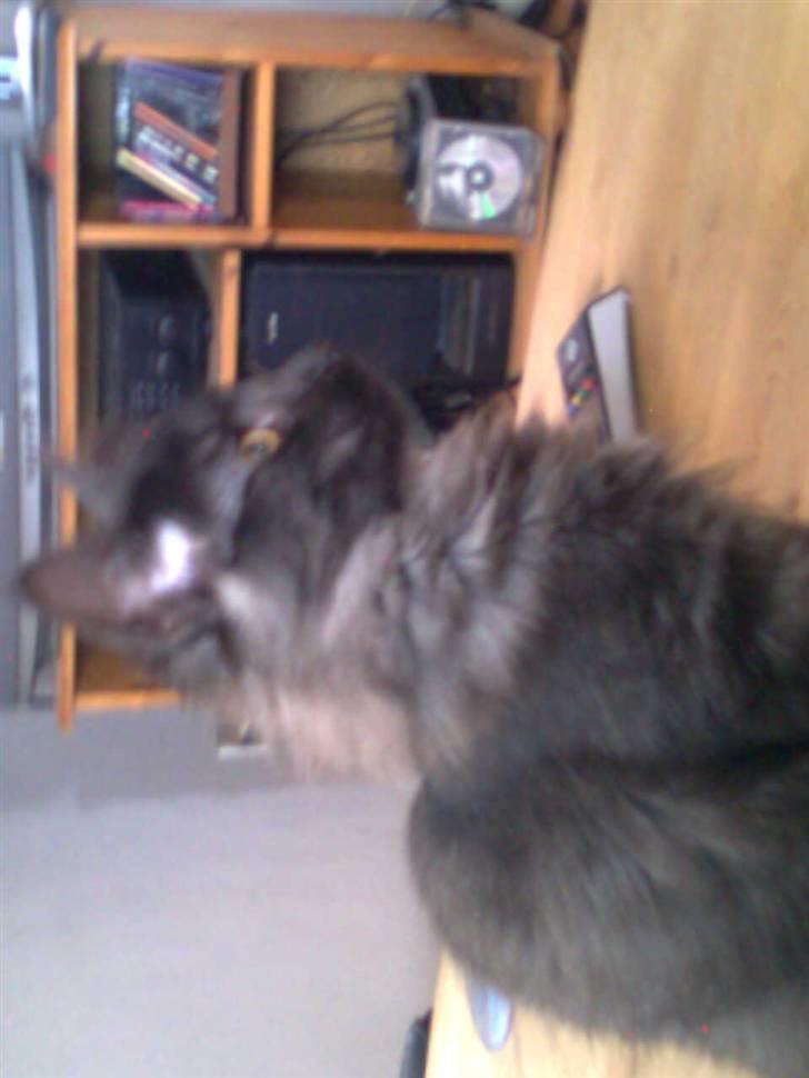 Norsk Skovkat lady"solgt" billede 2