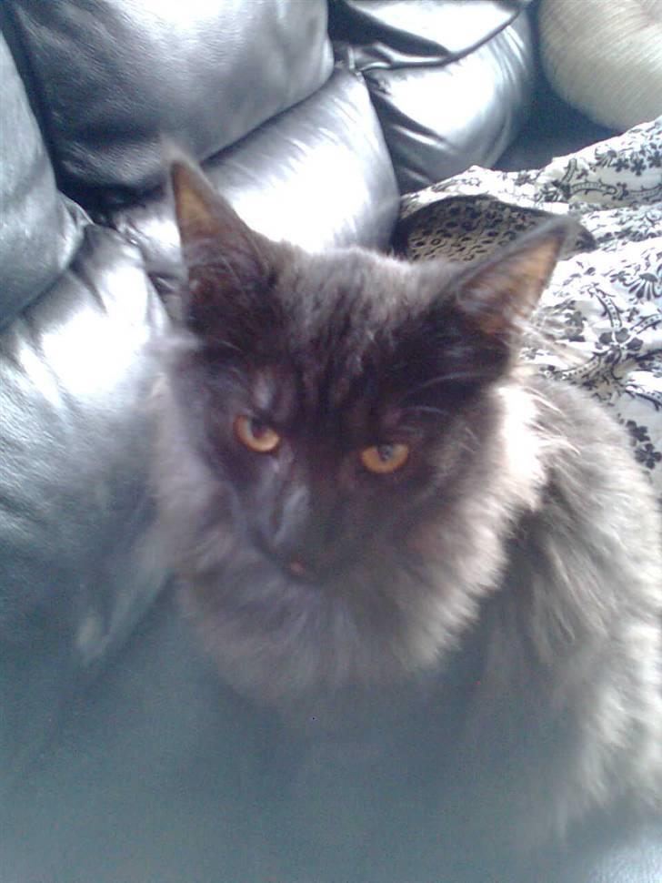 Norsk Skovkat lady"solgt" billede 3