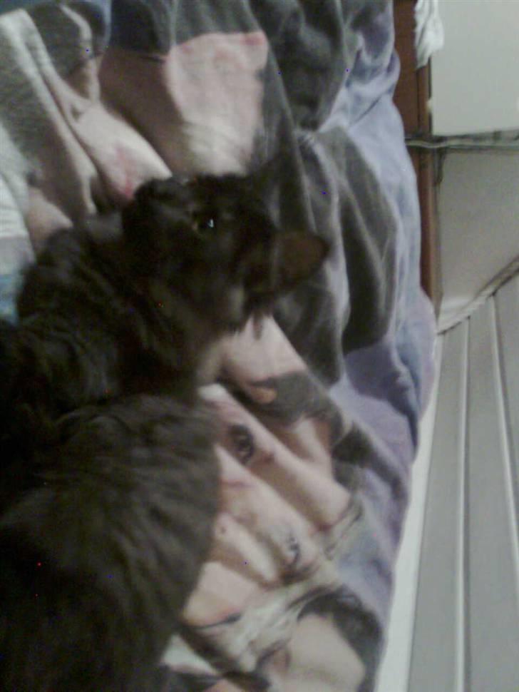 Norsk Skovkat lady"solgt" billede 4