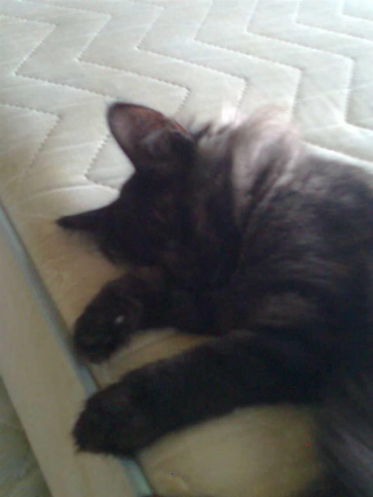 Norsk Skovkat lady"solgt" billede 5