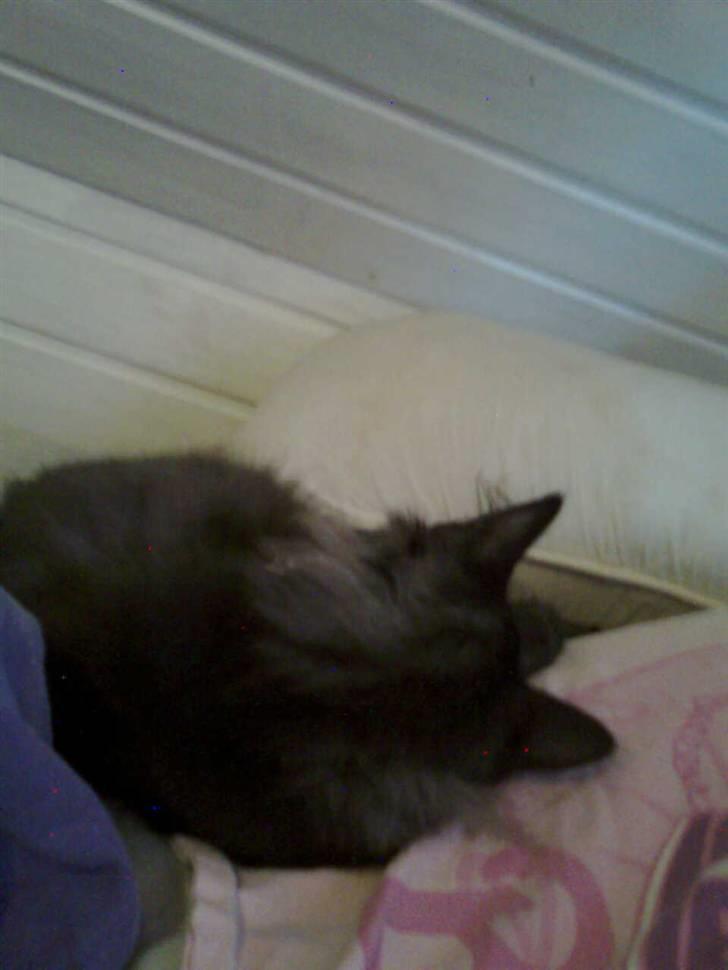 Norsk Skovkat lady"solgt" billede 6