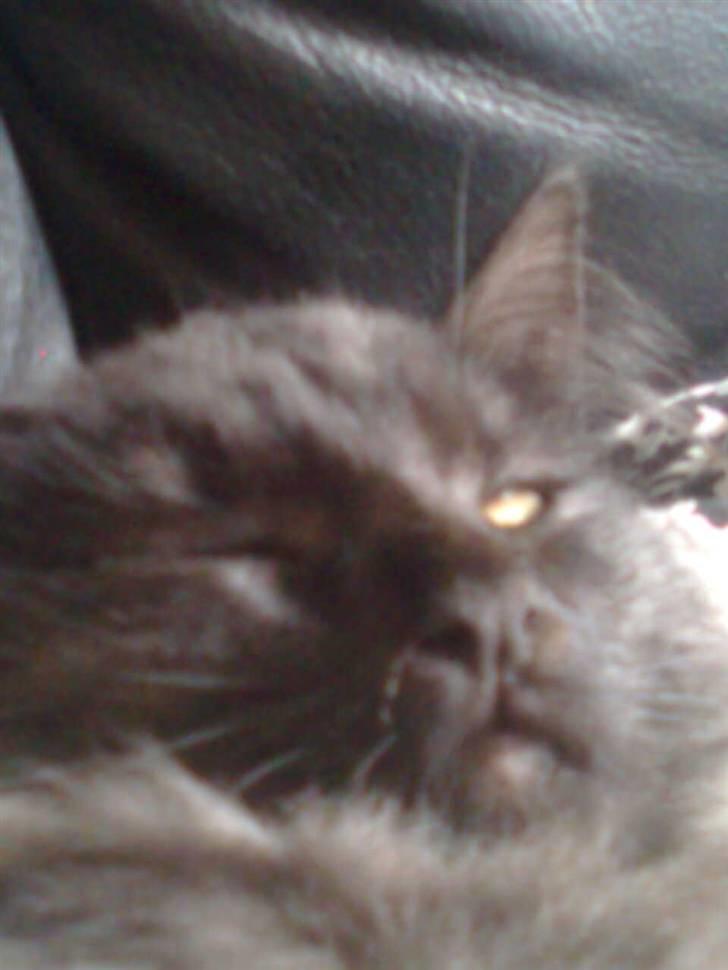 Norsk Skovkat lady"solgt" billede 7