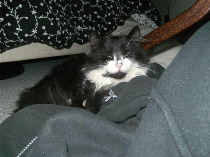 Blanding af racer Pjuske billede 1