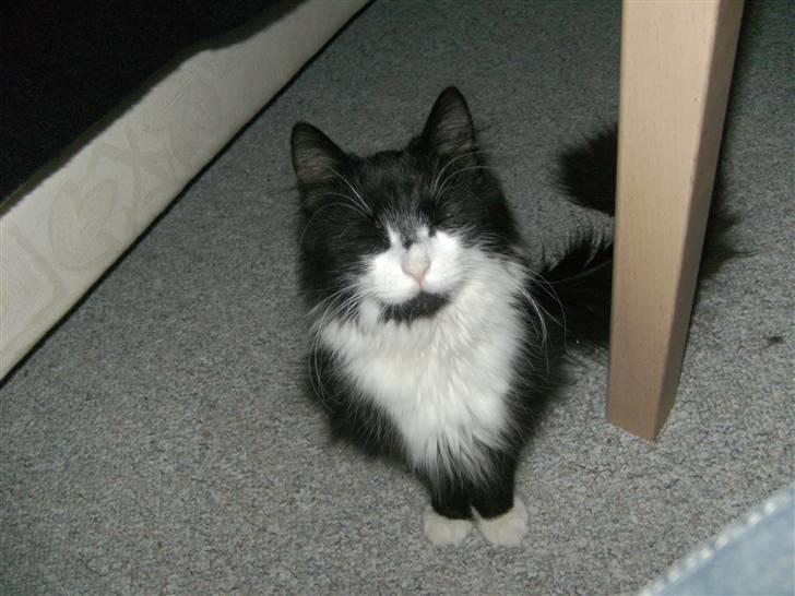 Blanding af racer Pjuske billede 2