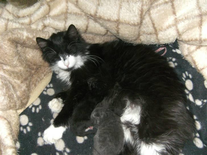 Blanding af racer Pjuske billede 3