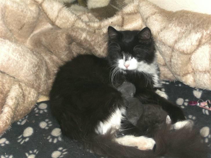 Blanding af racer Pjuske billede 4