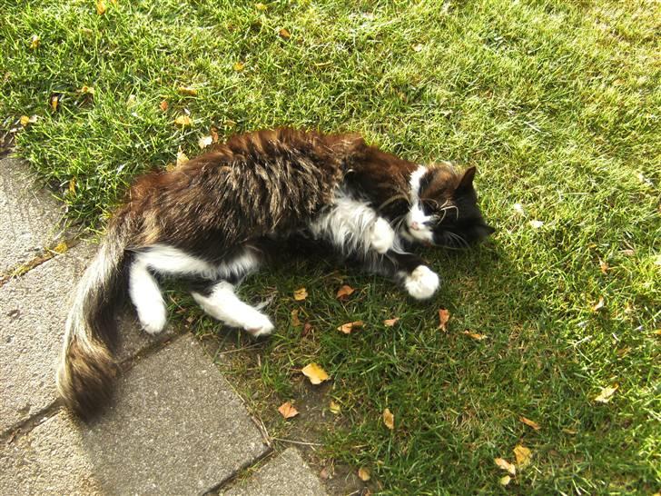 Blanding af racer Pjuske billede 5