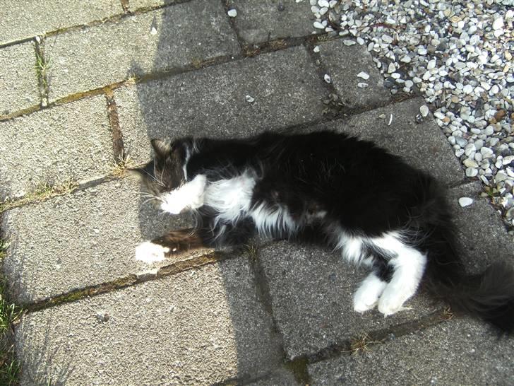 Blanding af racer Pjuske billede 6