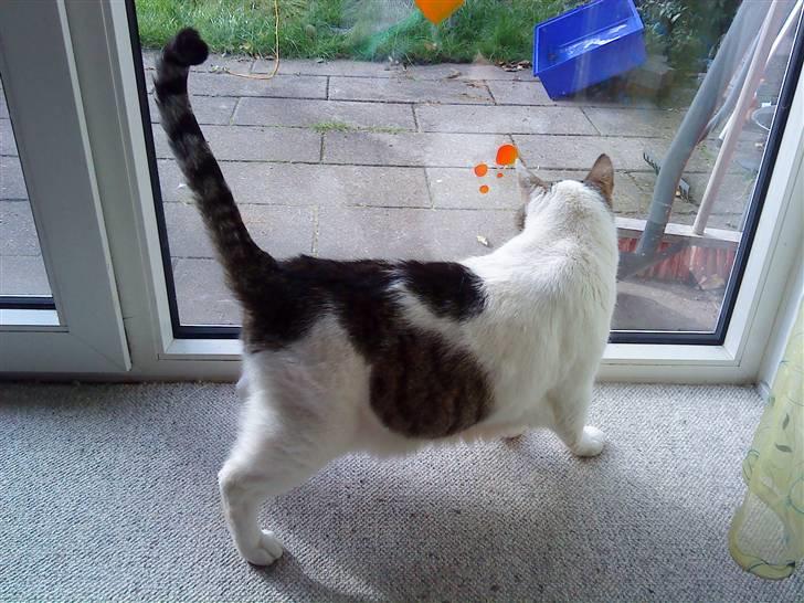 Huskat Felix - Hhmmmm hvem er mon der ude? billede 4