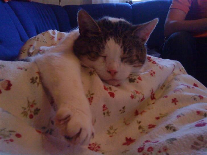 Huskat Felix - Zzzzzz billede 5