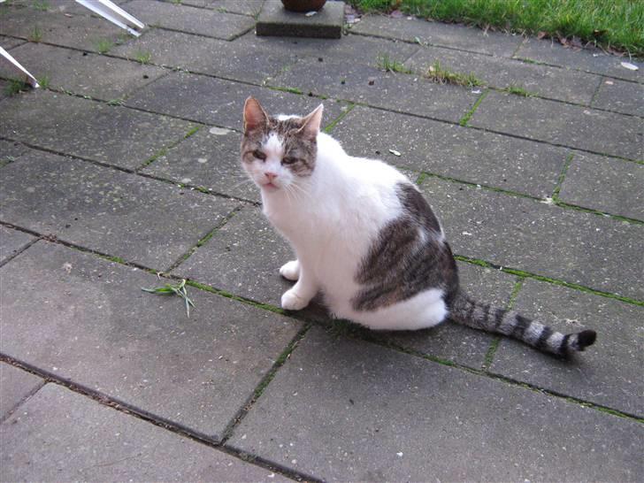 Huskat Felix billede 6