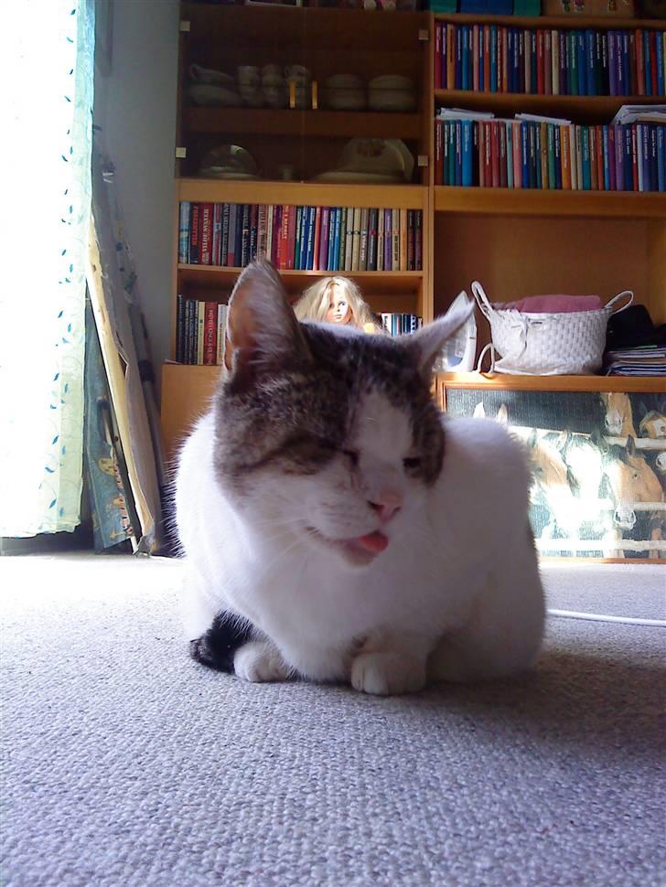 Huskat Felix billede 7