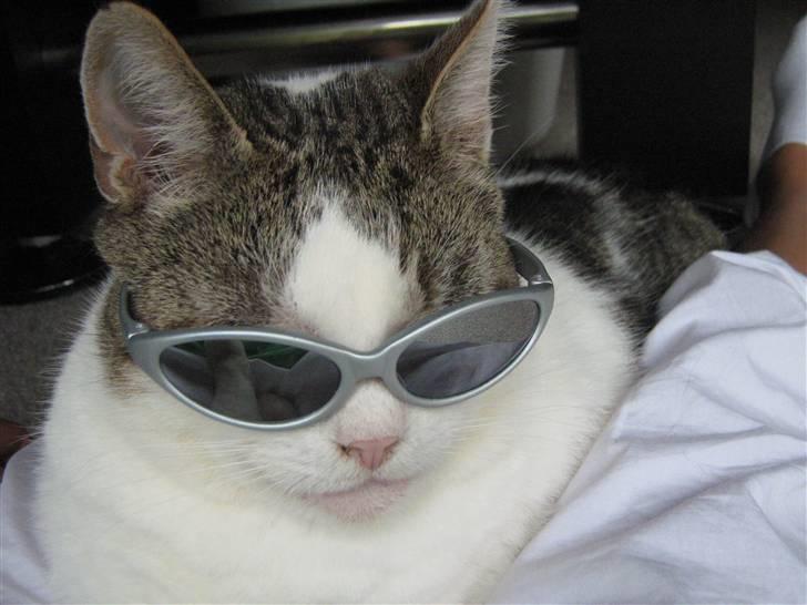 Huskat Felix - Jaaaaaa..........Mig sej:) billede 9