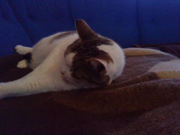 Huskat Felix billede 10