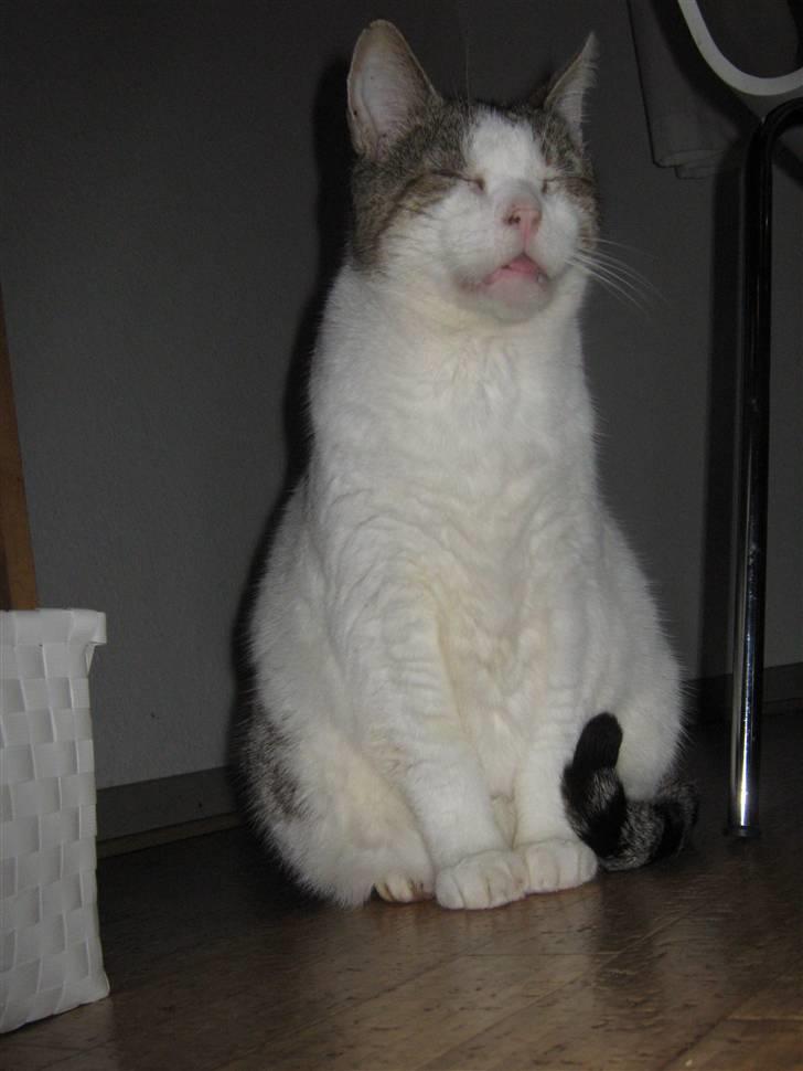 Huskat Felix billede 11