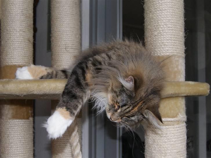 Norsk Skovkat Irma-Pigen  - 04.04.2010 billede 11